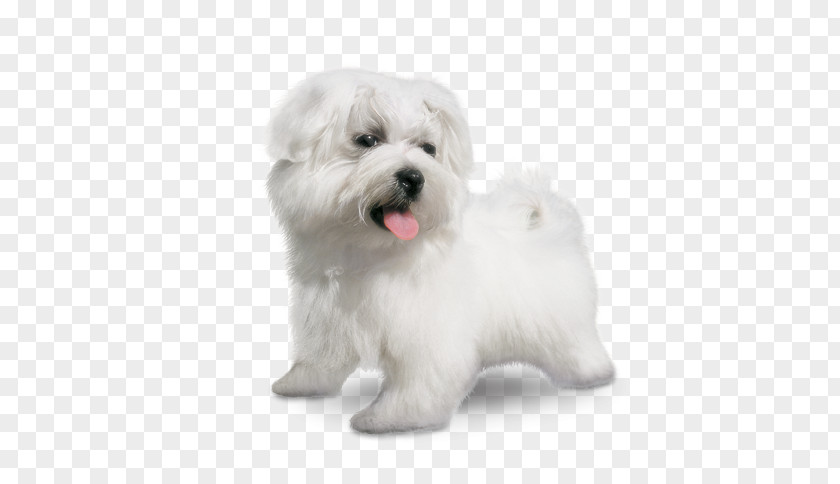 Small Dog Breeds Maltese Coton De Tulear Little Lion Havanese Bolognese PNG