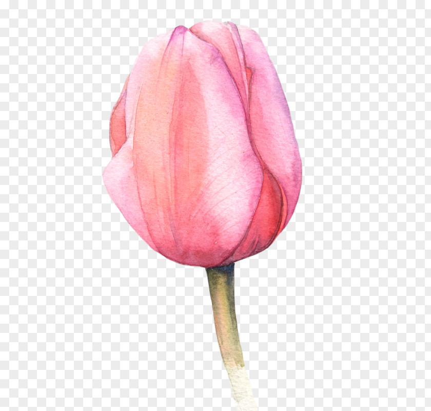 Watercolor White Flower Watercolour Flowers Painting Tulip PNG