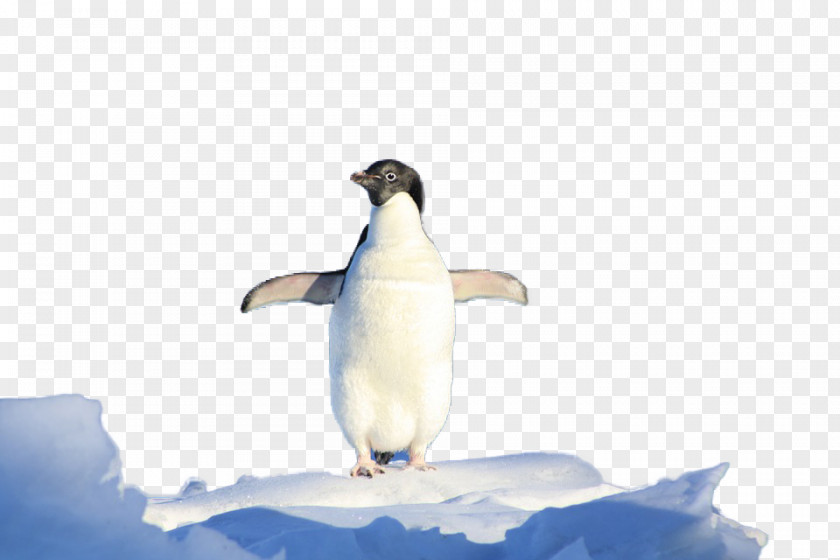Antarctic Penguins South Pole King Penguin Pingxfcinos De La Antxe1rtida (Antarctic Penguins) PNG