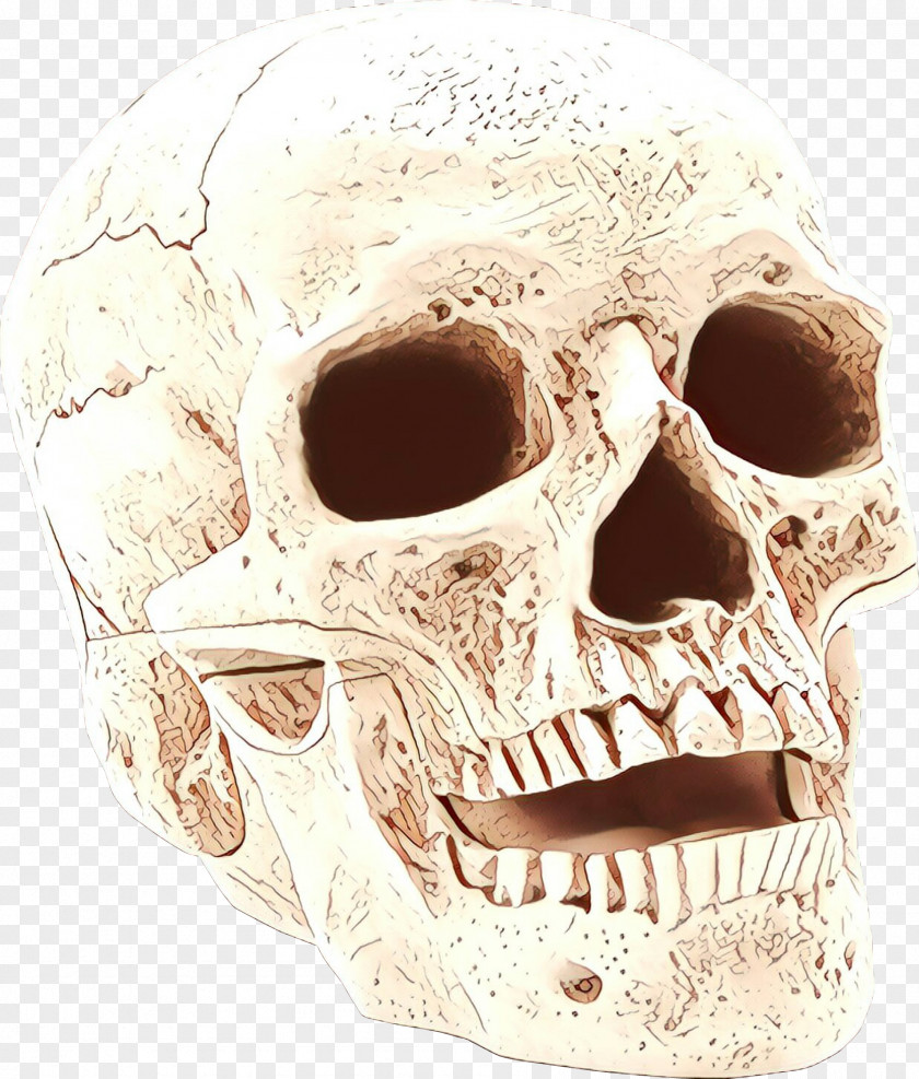 Anthropology Forehead Skull PNG