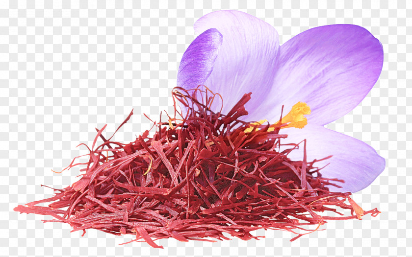 Crocus Saffron Petal Plant PNG