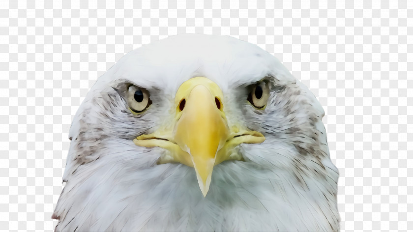 Falconiformes Sea Eagle Feather PNG