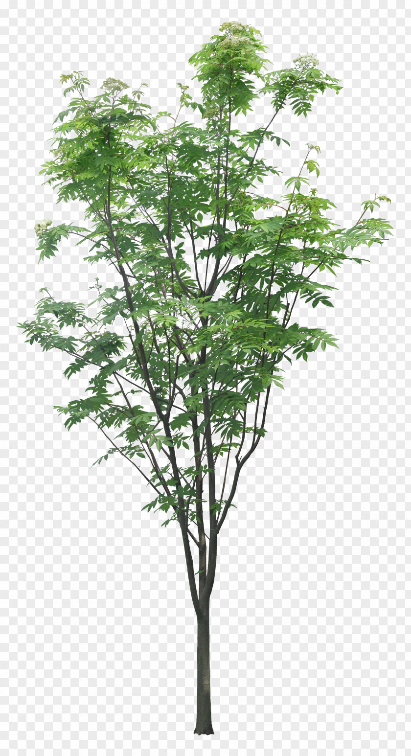 Luxuriant Trees Tree Layers Branch PNG