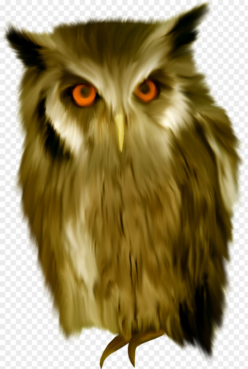 Owl Sovunya True Clip Art PNG