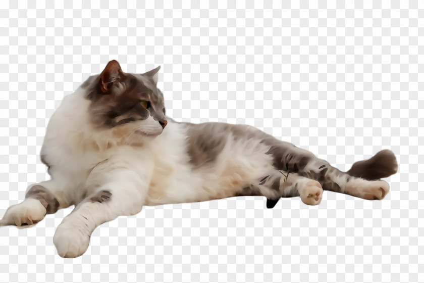 Tail Paw Cat Small To Medium-sized Cats Birman Ragdoll Whiskers PNG