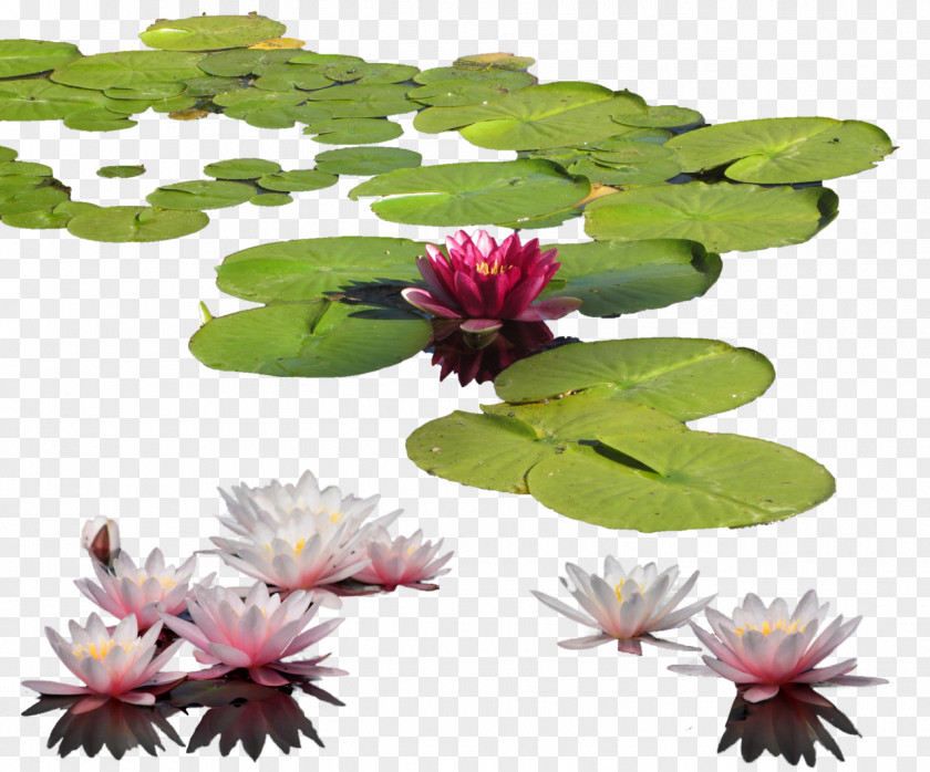 Water Lily Clipart Petal Leaf Flowerpot PNG