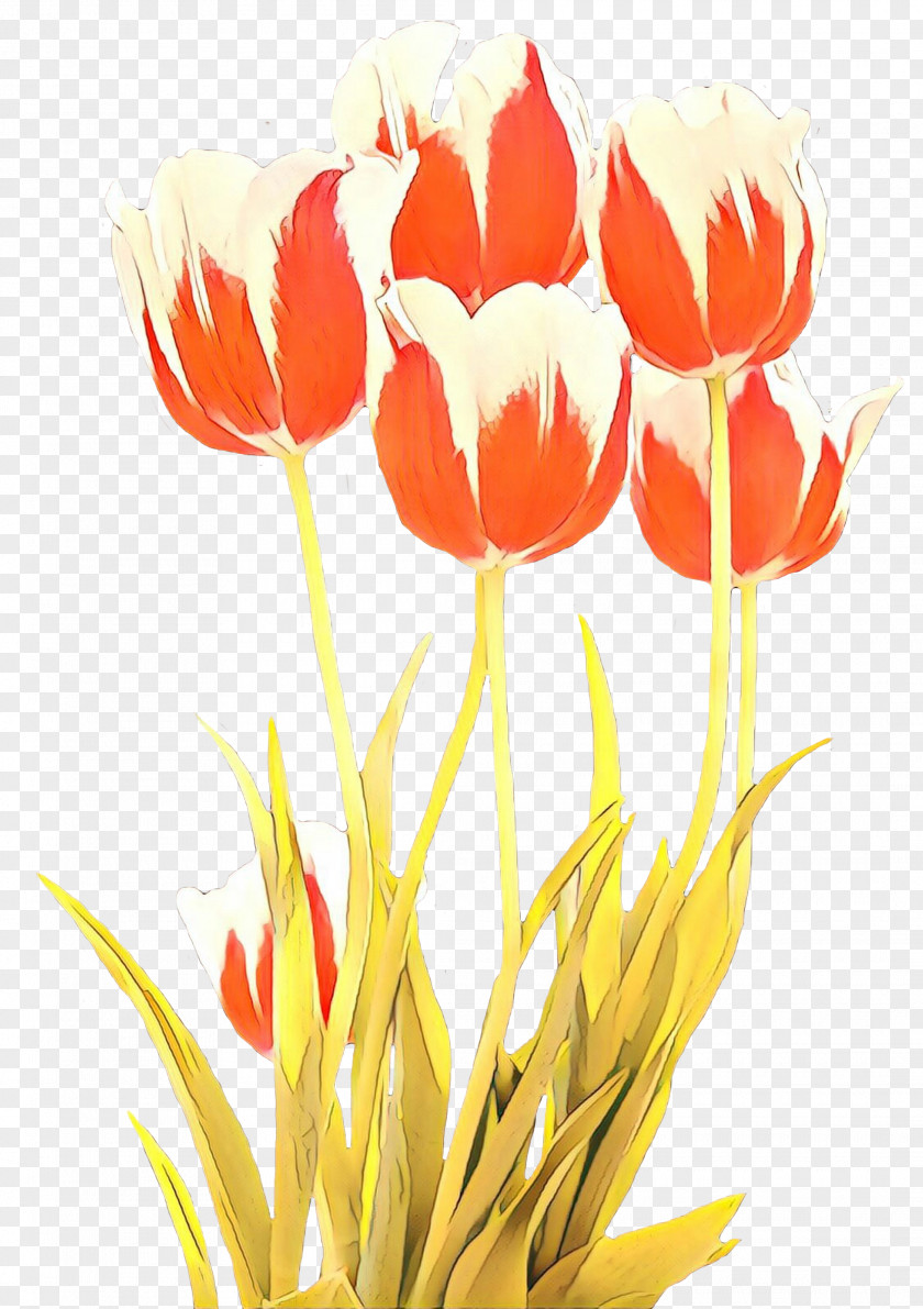 Flower Tulip Petal Plant Lady PNG
