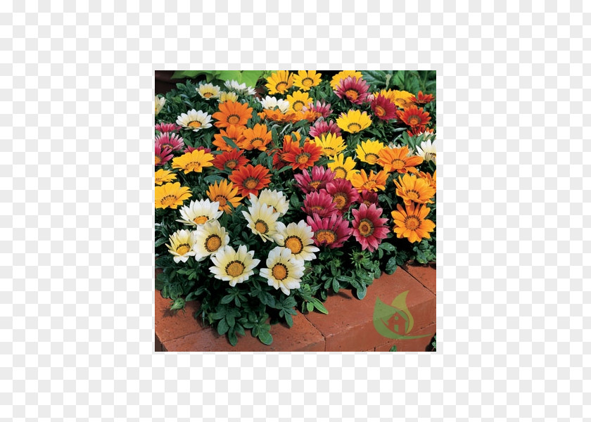 Gazania Rigens Flower Seed Annual Plant Common Daisy PNG