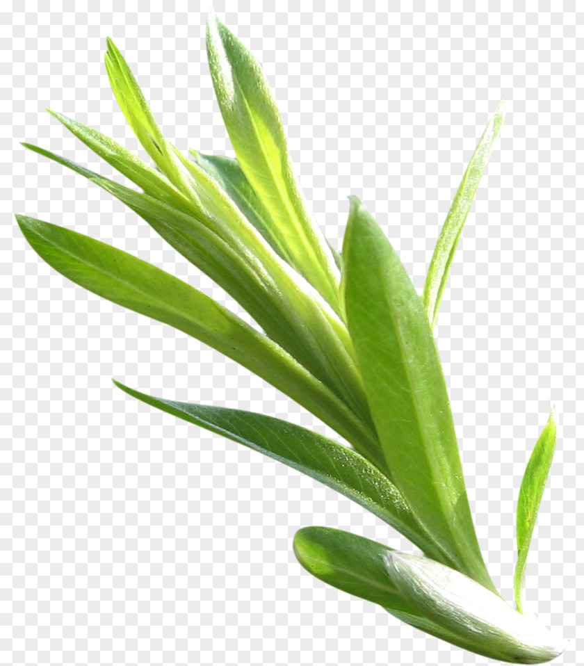 Green Leaves Leaf Plant Stem PNG