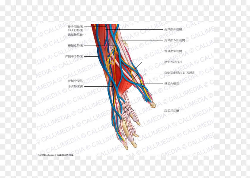 Hand Thumb Nerve Blood Vessel Muscle PNG