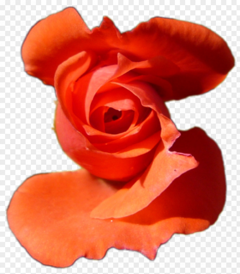 Plane Garden Roses Computer Software Free PNG