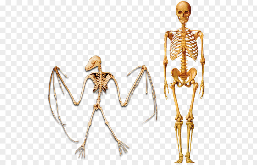 Skeleton Human Homo Sapiens Evolution PNG