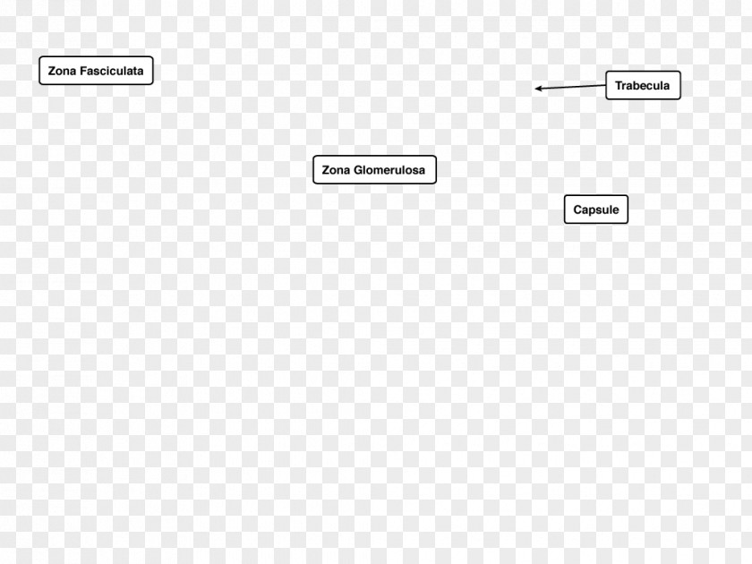 Endocrine System Screenshot Line Angle PNG