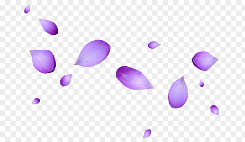 Flower Petal Purple Image PNG