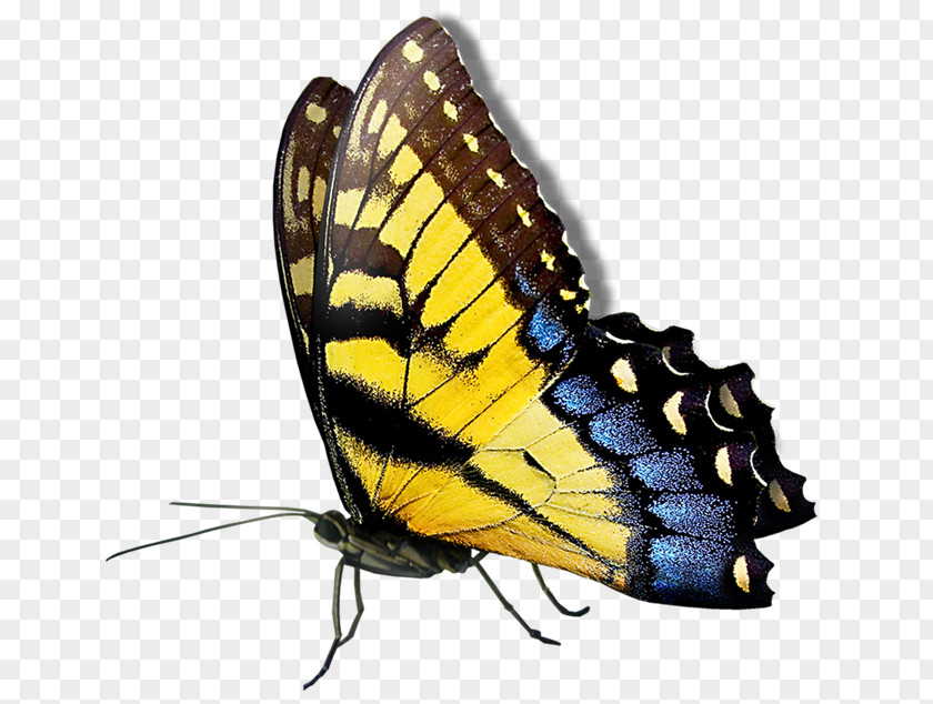 Butterfly PNG clipart PNG
