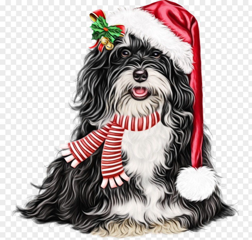 Dog Shih Tzu Havanese Lhasa Apso Tibetan Terrier PNG