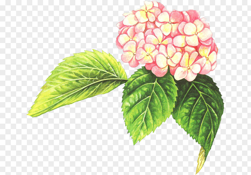 Hydrangea Pink Clip Art PNG
