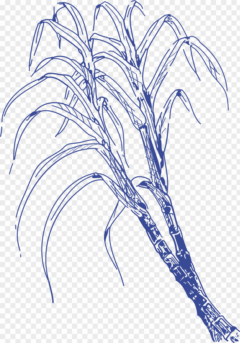 Sugar Cane Drawing Line Art PNG