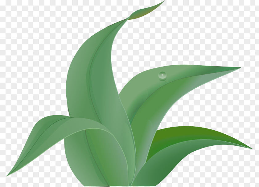 Vera Vector Leaf Drawing Clip Art PNG