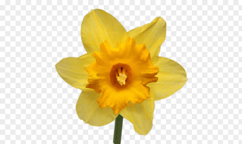 Daffodil The Festival Narcissus Jonquilla Papyraceus Flower Lilium PNG