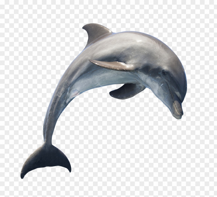 Dolphin Common Bottlenose Short-beaked Tucuxi Transparency PNG