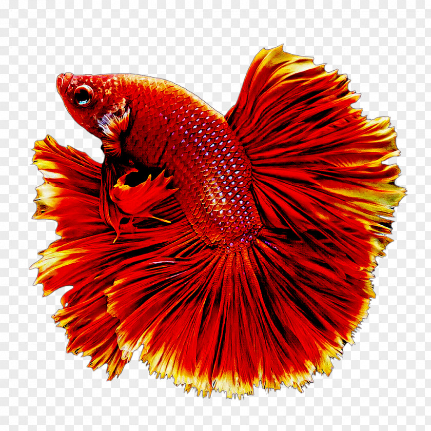 Fish Goldfish Siamese Fighting Koi Butterfly PNG