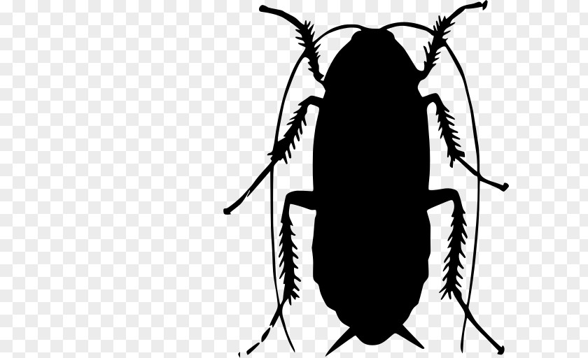Oriental Cockroach Weevil Cartoon PNG