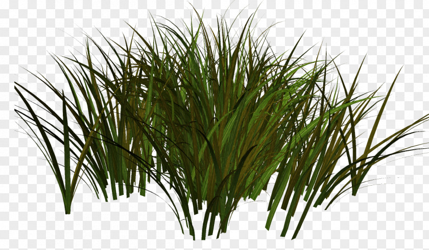 Plants Adobe Photoshop Sweet Grass Herbaceous Plant PNG