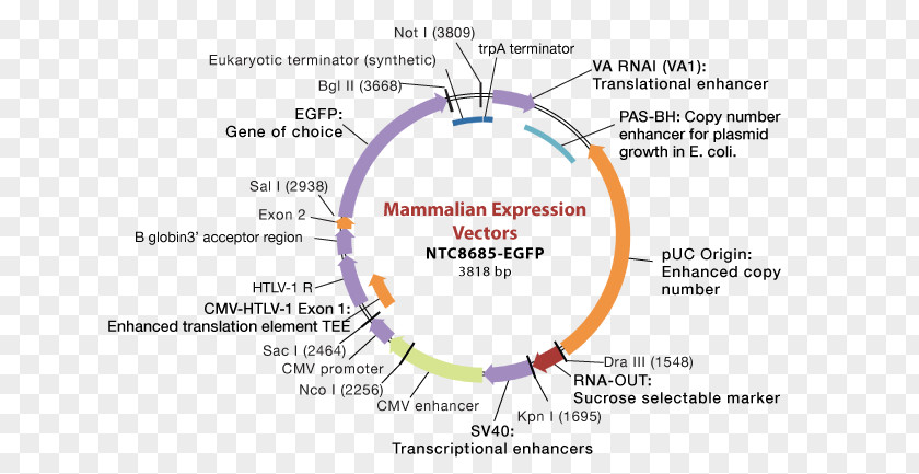 Vector Expression Cloning Plasmid Gene PNG