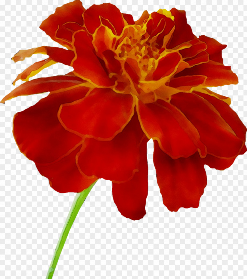 Cut Flowers Plant Stem Carnation Peony Annual PNG