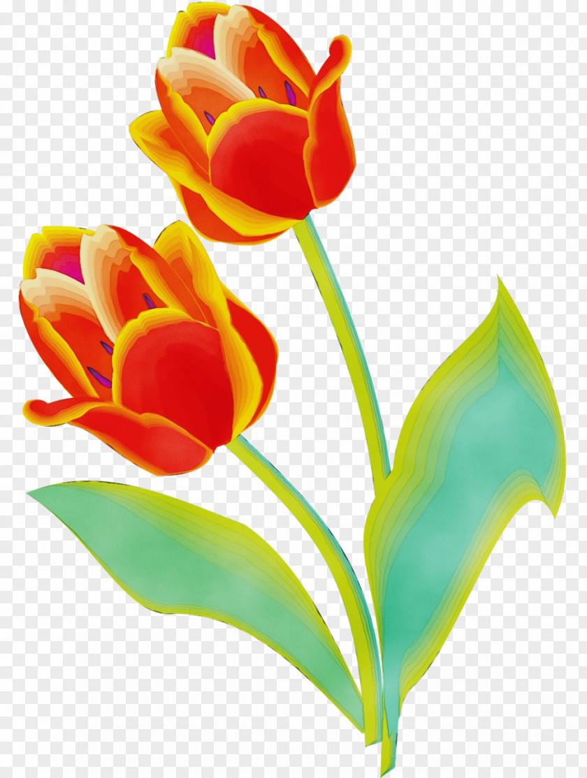 Flower Petal Tulip Plant Pedicel PNG