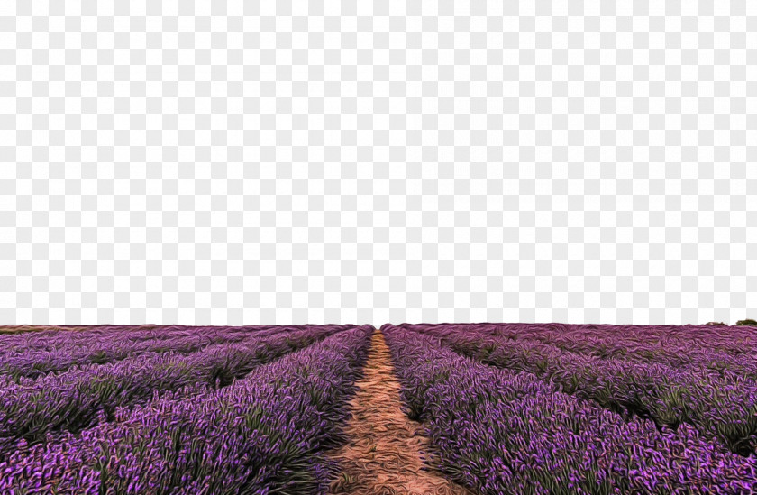 Grass French Lavender PNG