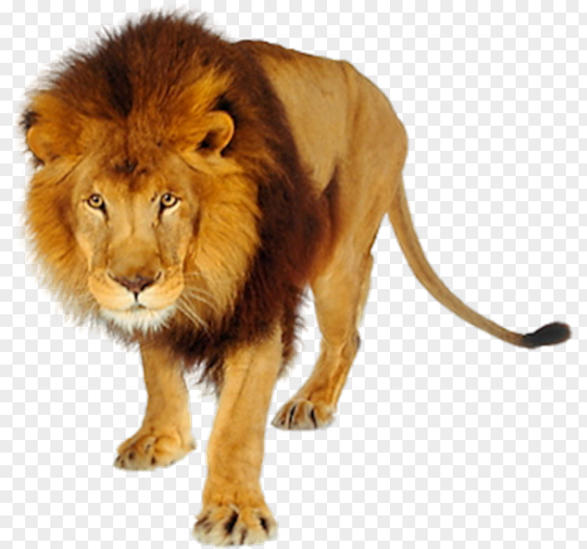 Lion Desktop Wallpaper Clip Art PNG