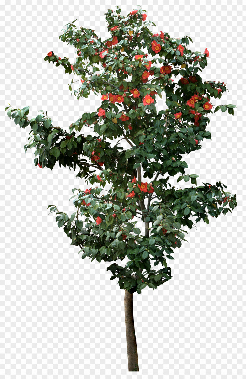 Orange Tree Viburnum Plicatum PNG