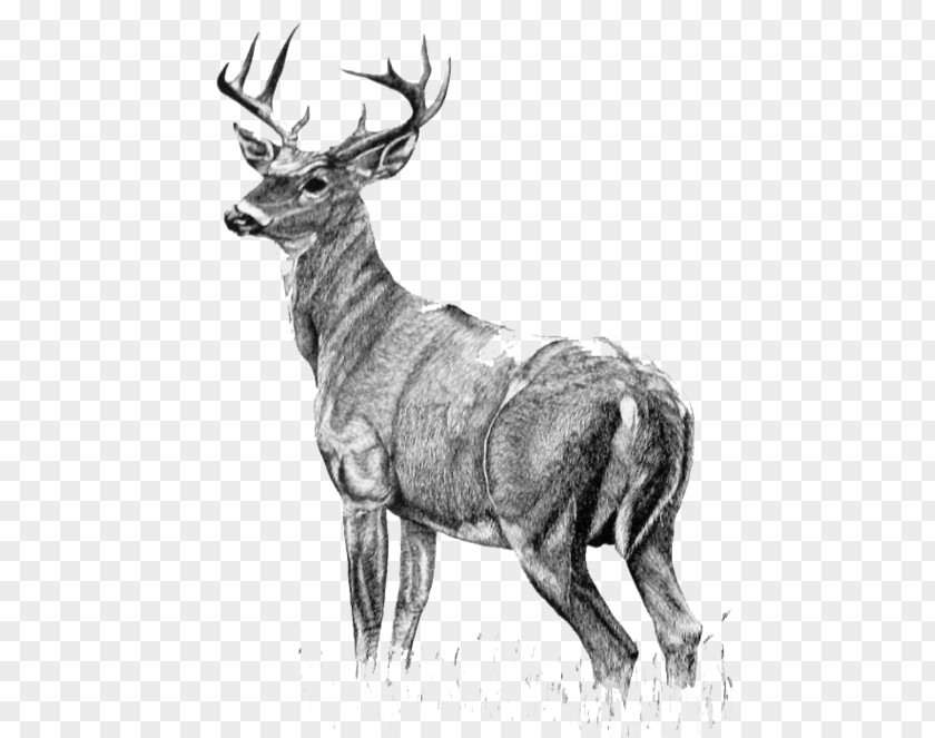 Painting White-tailed Deer Drawing (2) PNG