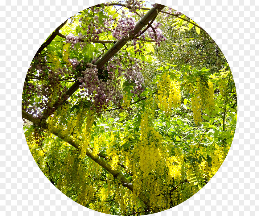 Wisteria Vegetation Tree Forest Biome Ecosystem PNG