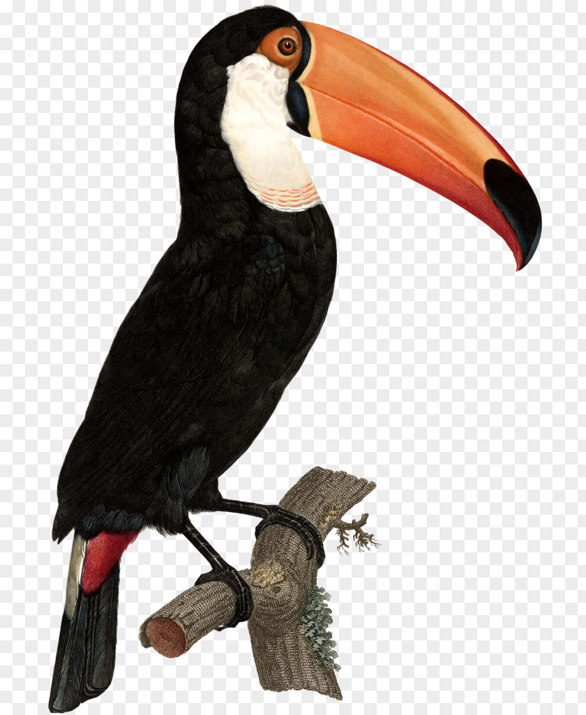 Bird Toco Toucan Green-billed Art PNG