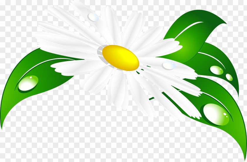 Camomile Matricaria Clip Art PNG