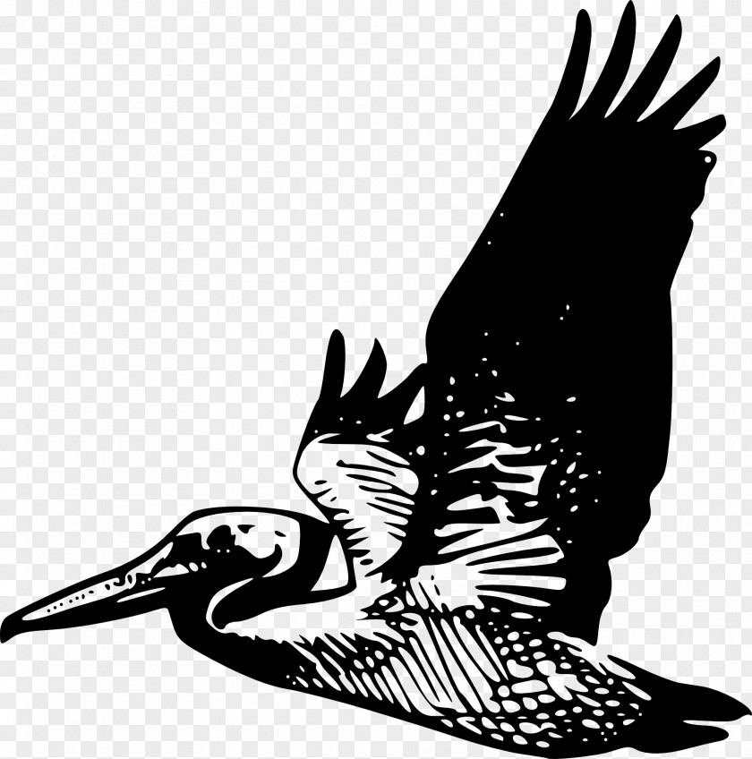 Flying Bird Silhouette Brown Pelican Clip Art PNG