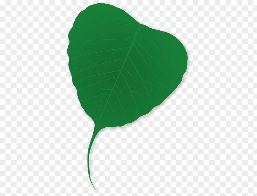 Hemerocallis Fulva Leaf Green Viridiplantae PNG