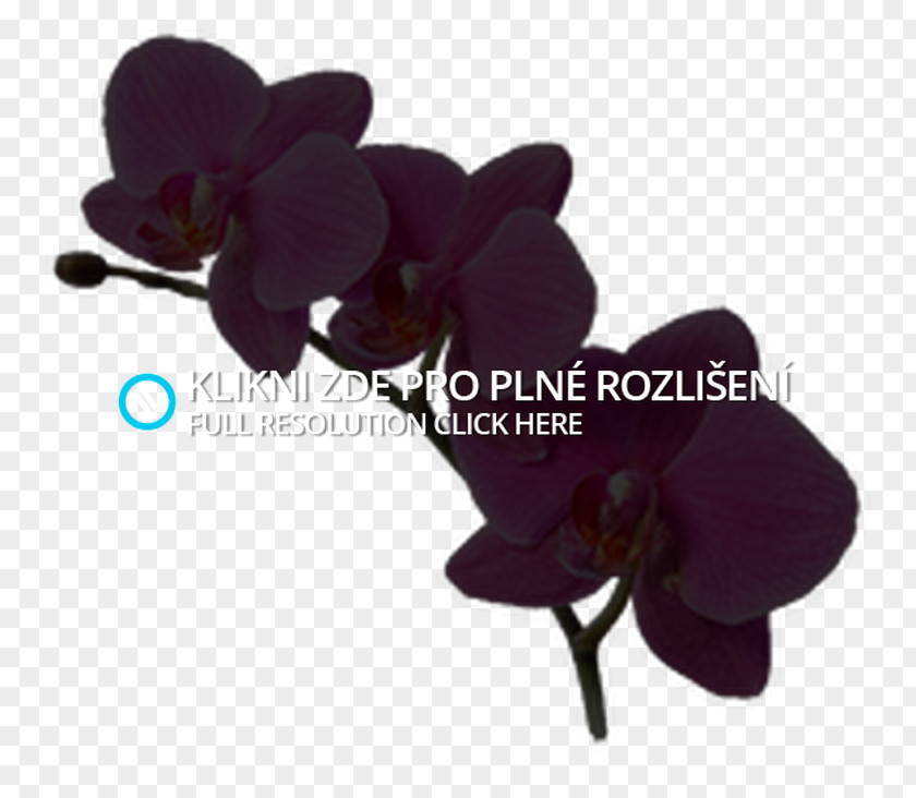 Orchidea Moth Orchids Artificial Flower PNG