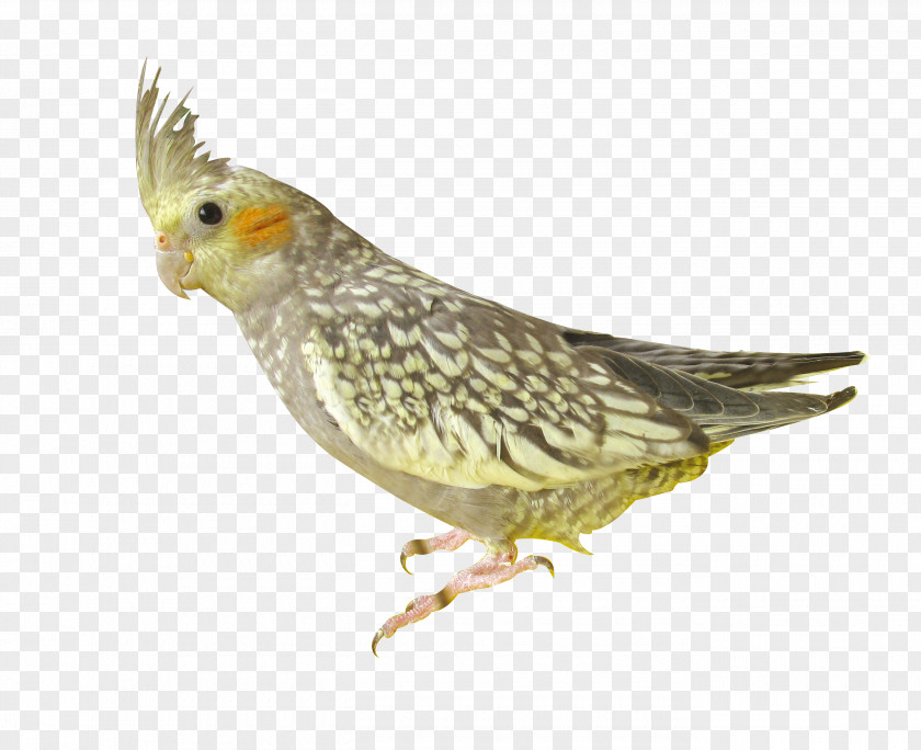Parrot Bird Download PNG