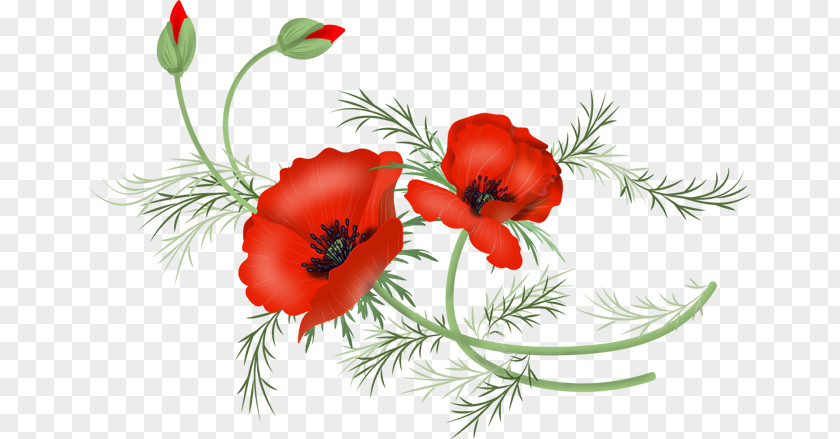 Poppy Flower Vector Drawing Clip Art Graphics PNG