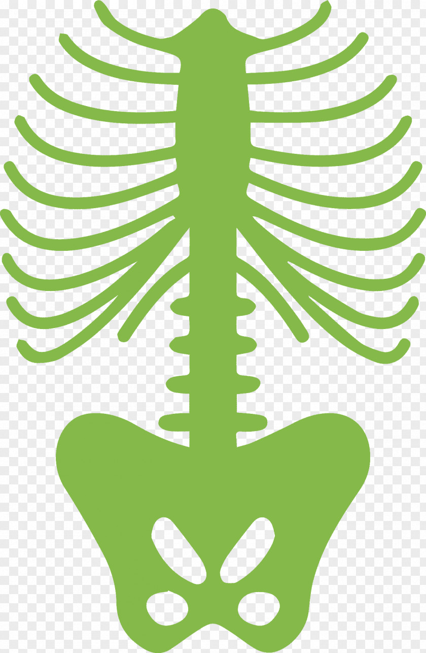 Rib Cage Human Body Skeleton PNG