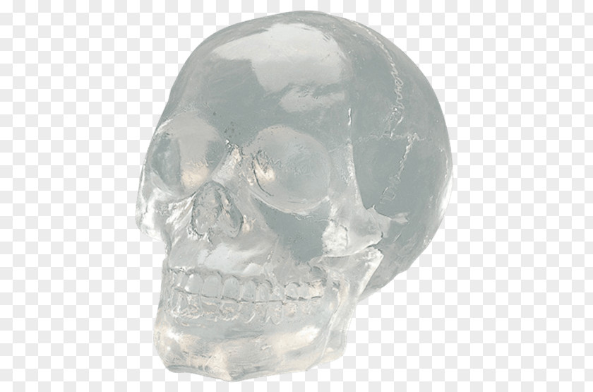Skull Figurine Bone Transparency And Translucency Jaw Glass PNG