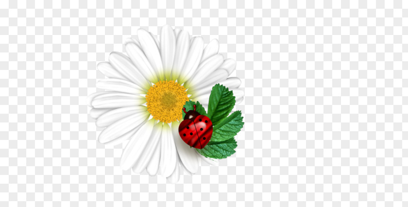 Small Fresh Flower Ladybug Pattern Ladybird Wallpaper PNG