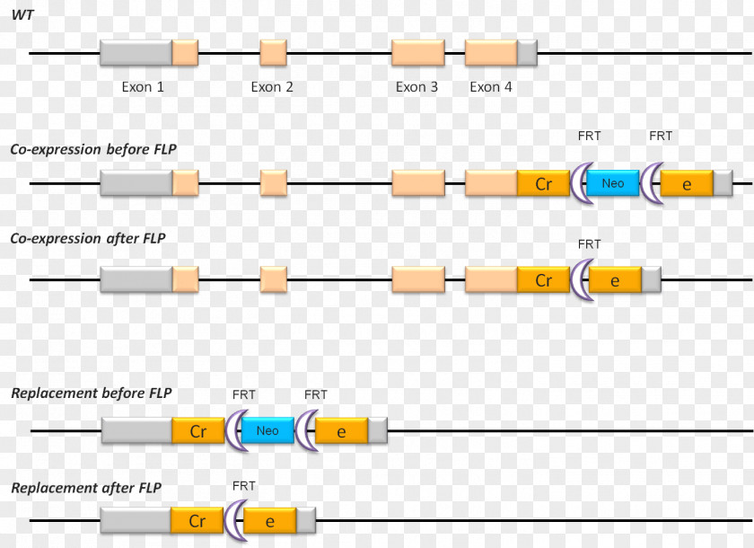 Technology Cre Recombinase FLP-FRT Recombination Gene Targeting Cre-Lox PNG