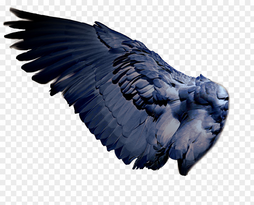 Wings Bird Wing PNG