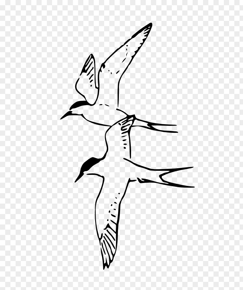 Bird Arctic Fox Beak Tern PNG