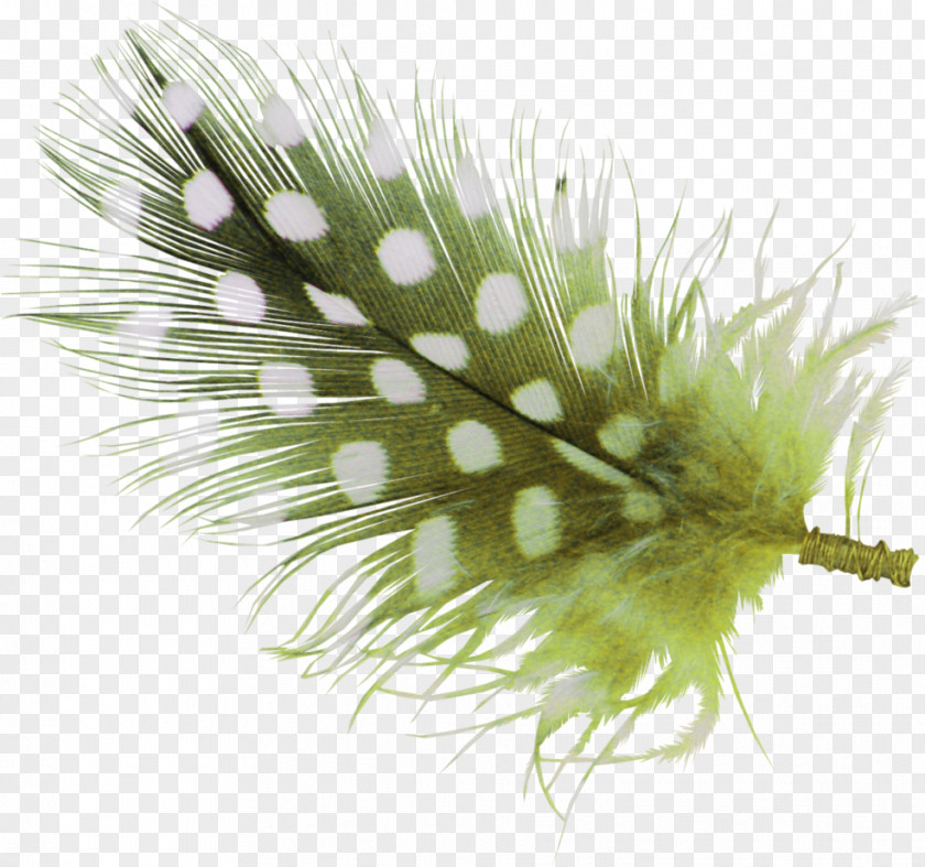Feather The Floating Bird Image PNG